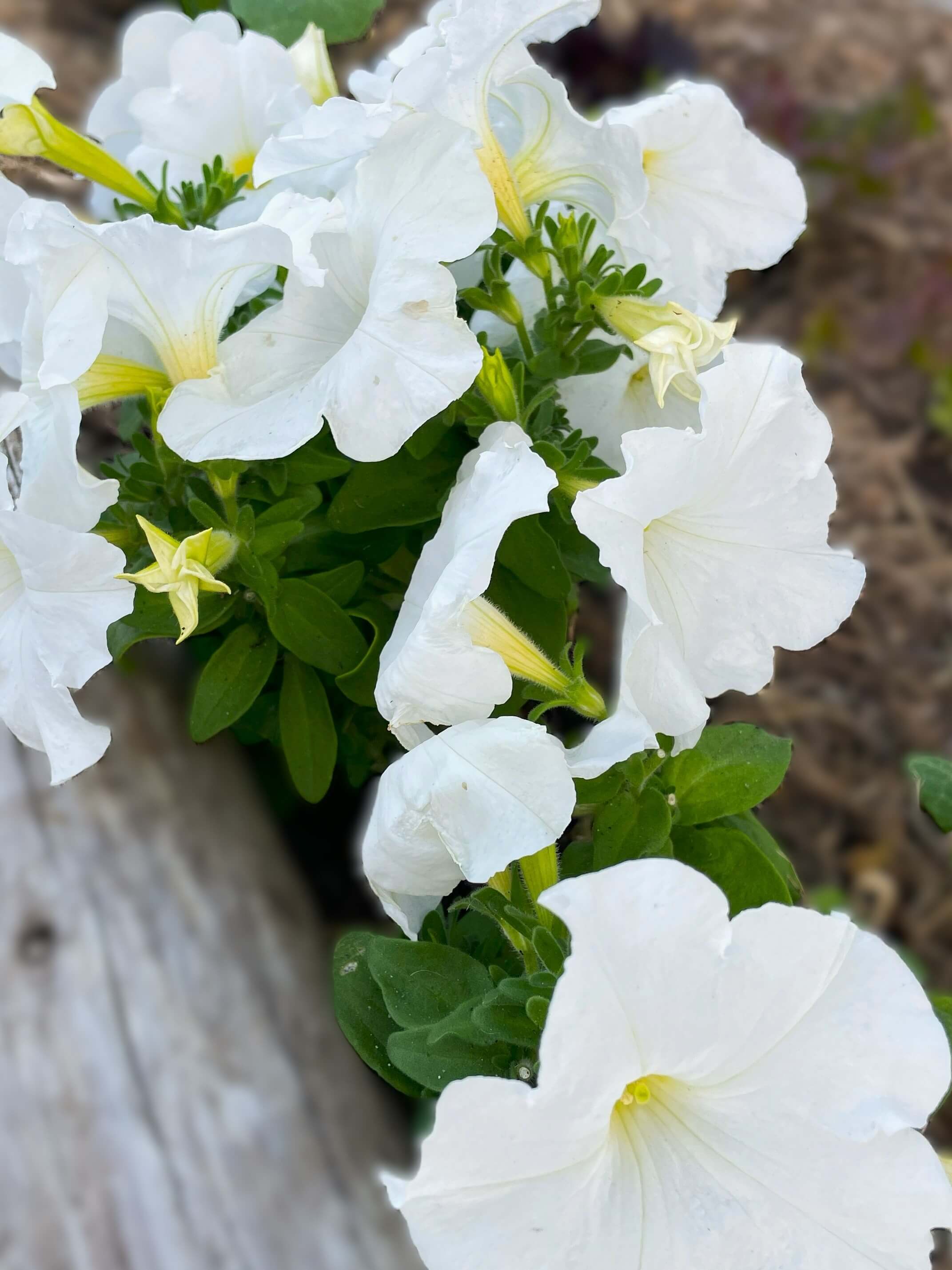 White Petunia grown from seed to make the garden more beautiful