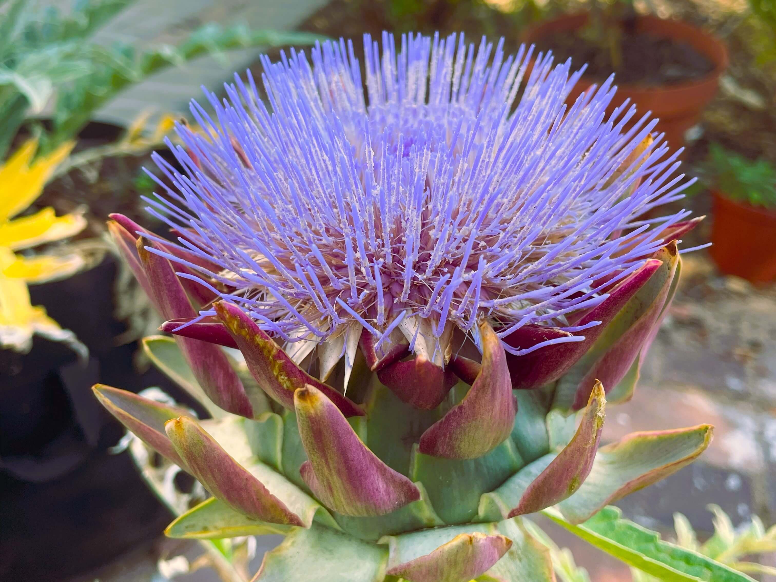 Purple flowering artichoke plant in its first season in grow bag