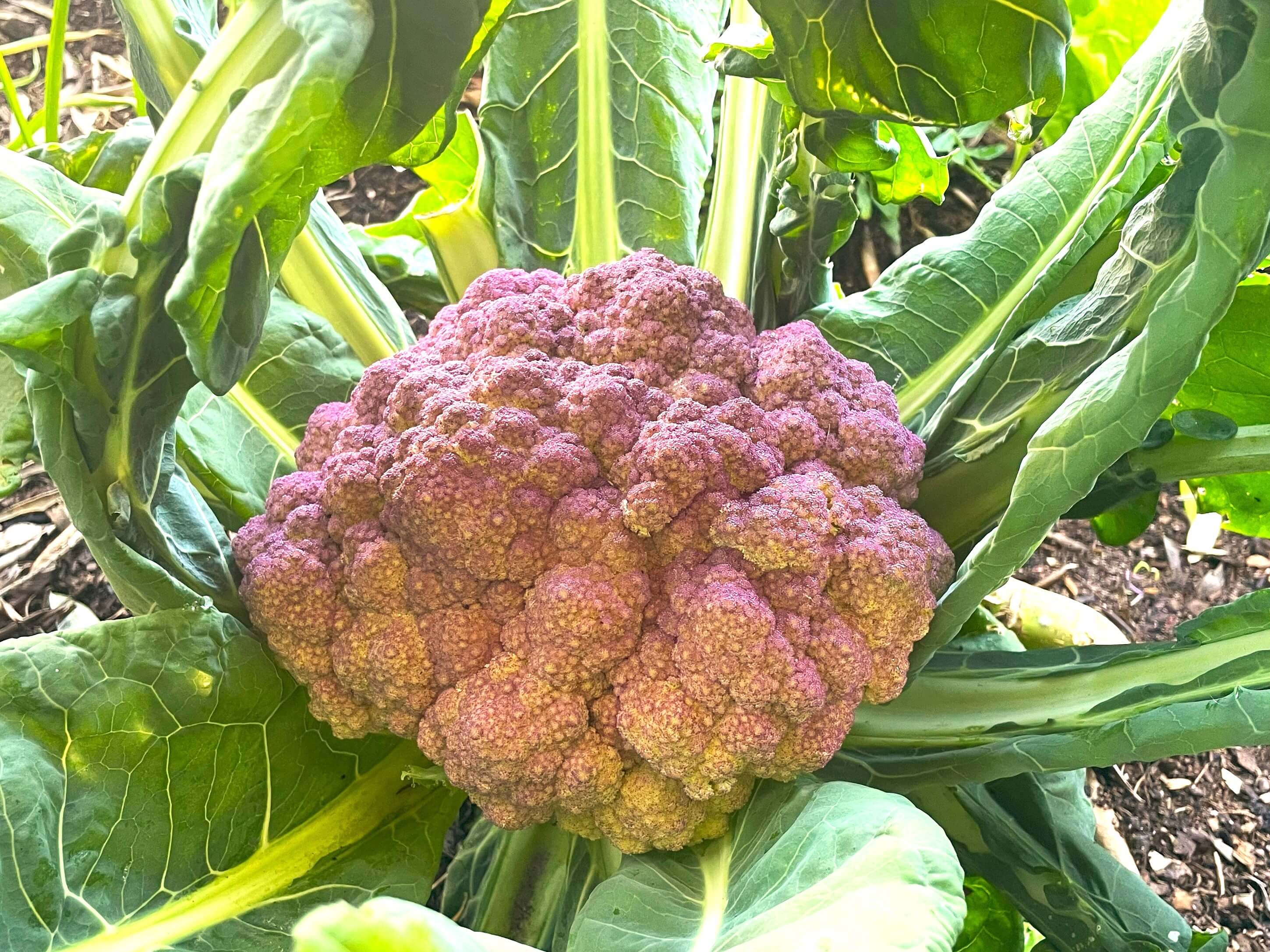 big purple cauliflower head growing in the garden from seed