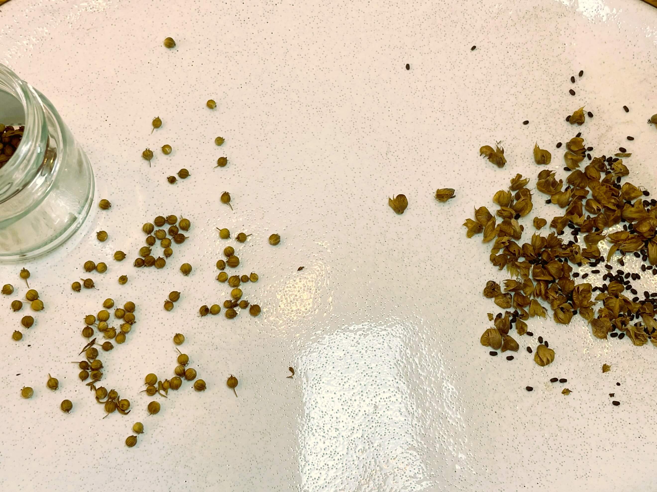 Saved seeds from coriander and basil plants the simple way