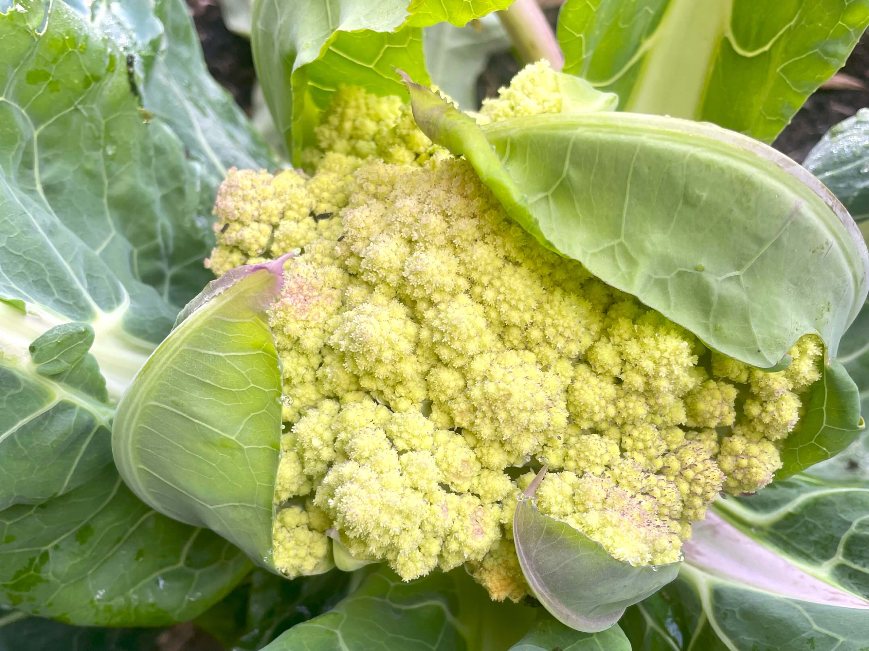 how to grow cauliflower at home