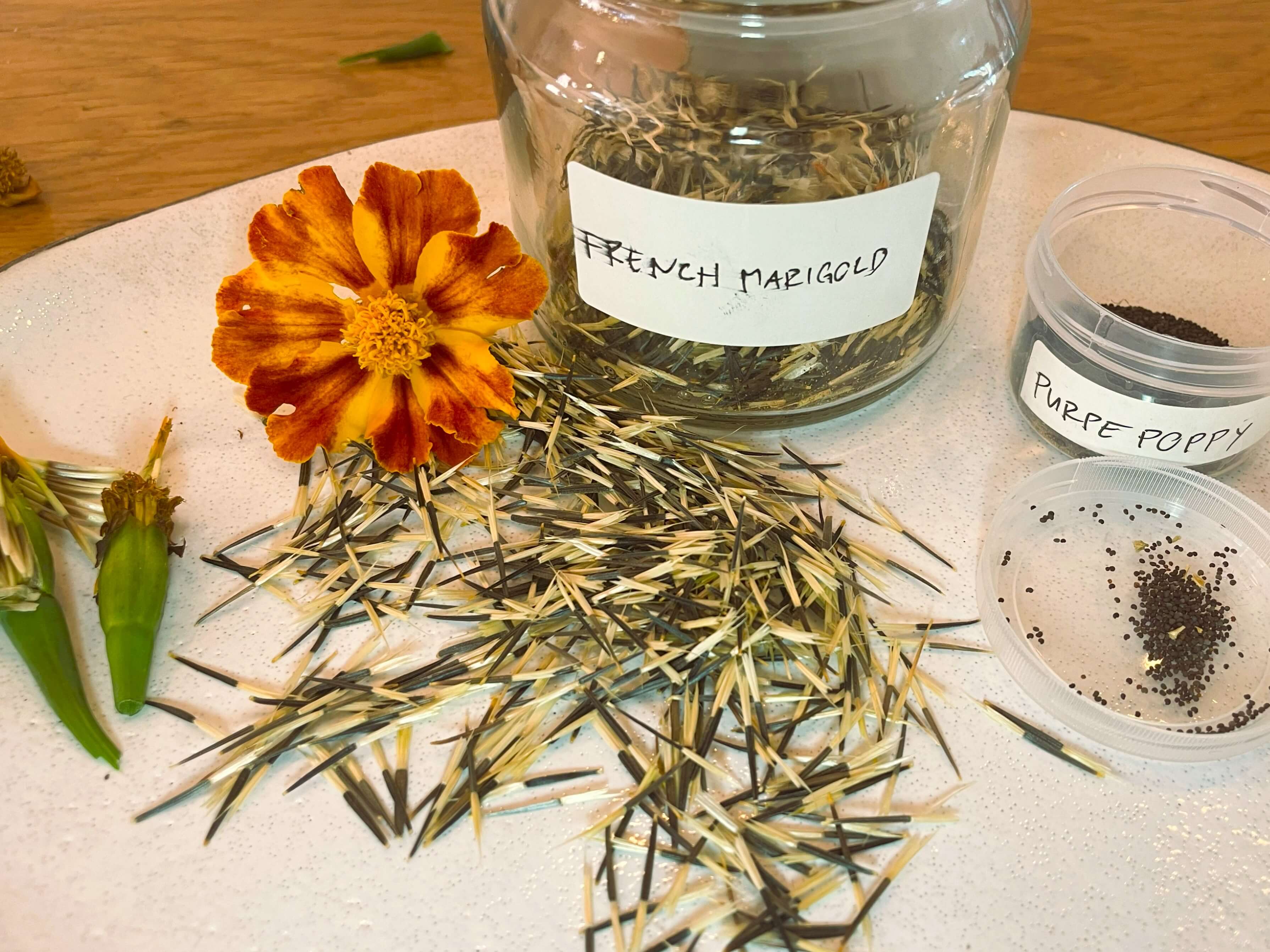 Marigold and poppy flower seeds saved from the garden and dried
