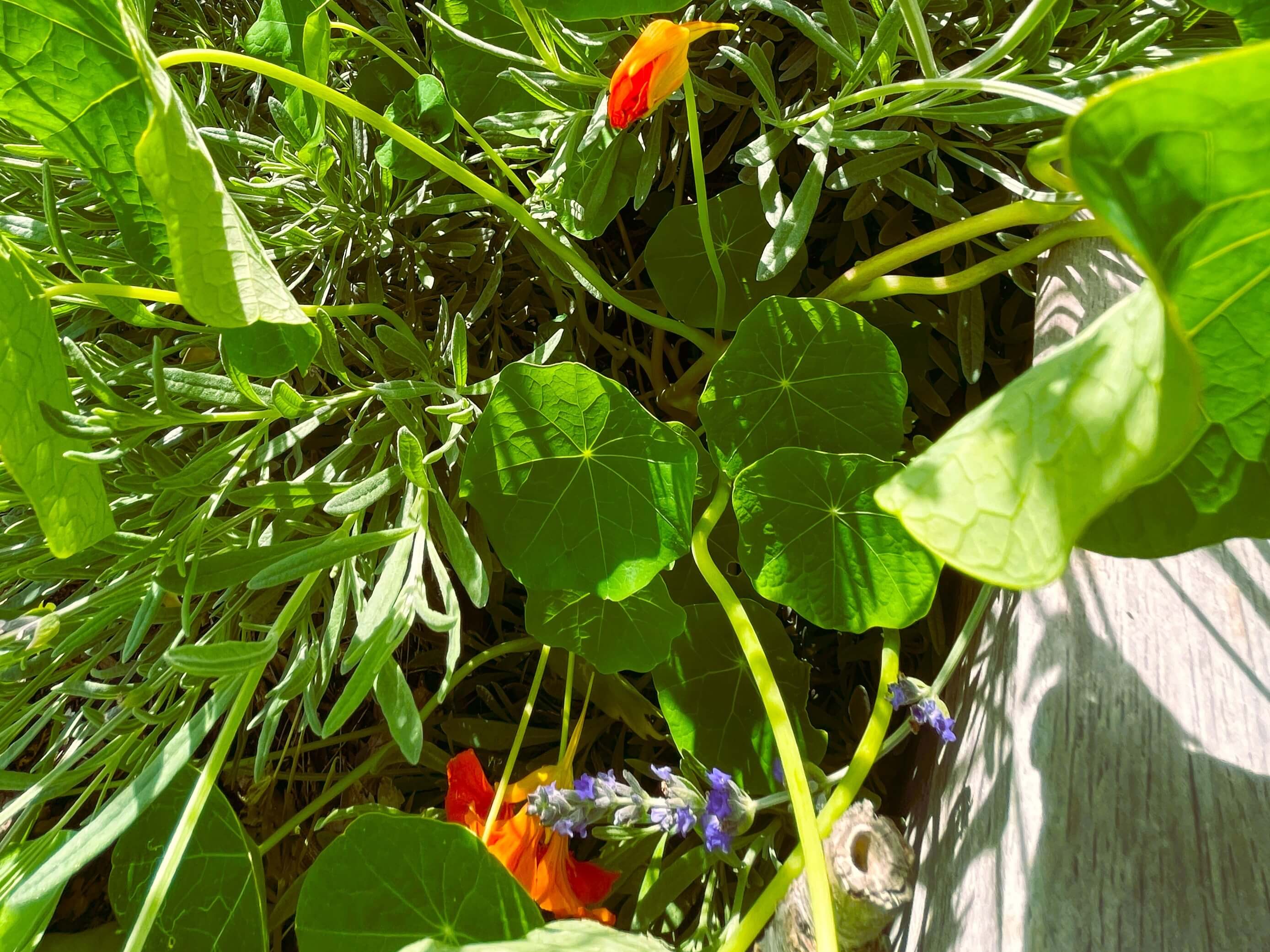 Nasturtium growing in between lavender. The Two flowers are almost blooming.