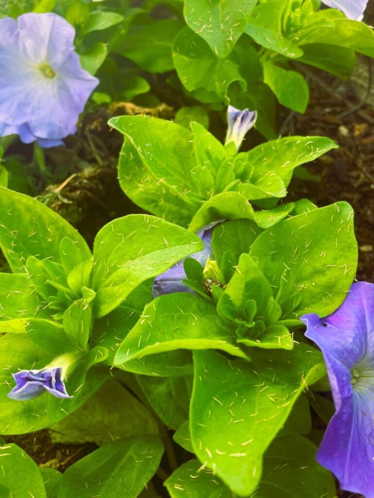 Purple Petunia growing in the vegetable garden