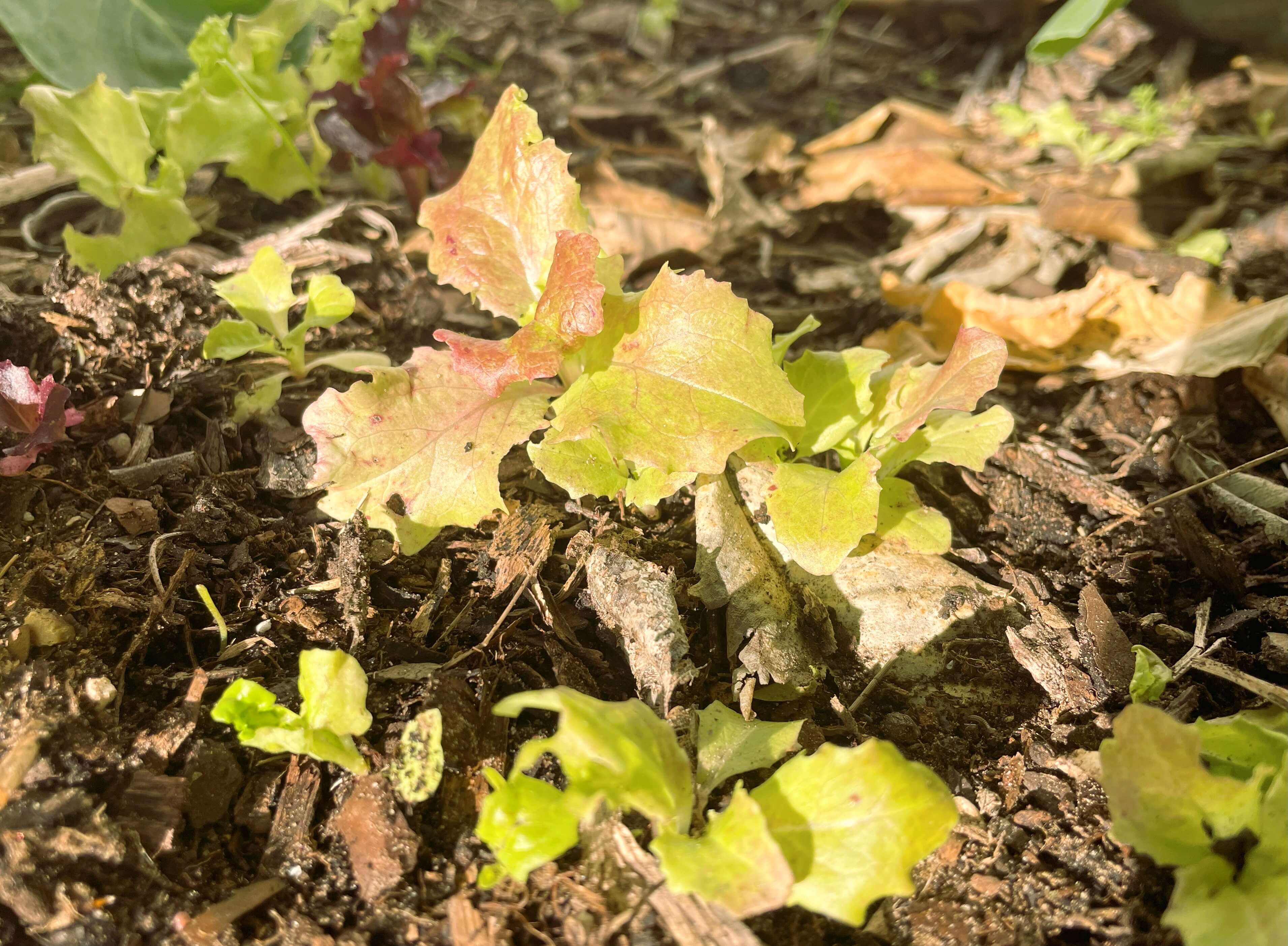 Self seeded lettuce after letting it flower