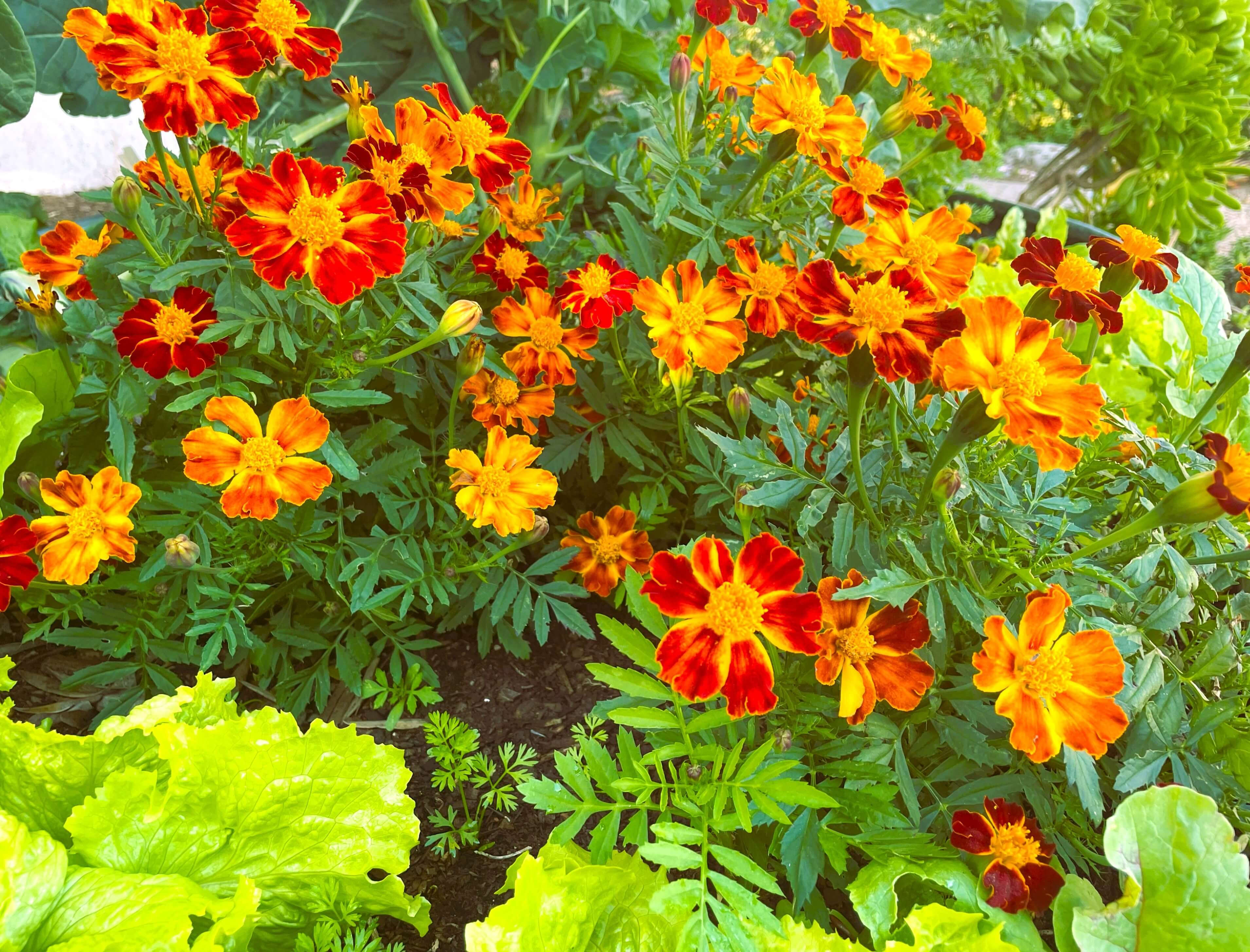 Self seeded marigold flowers growing in the garden, easy tip to save seeds and ideal for companion planting