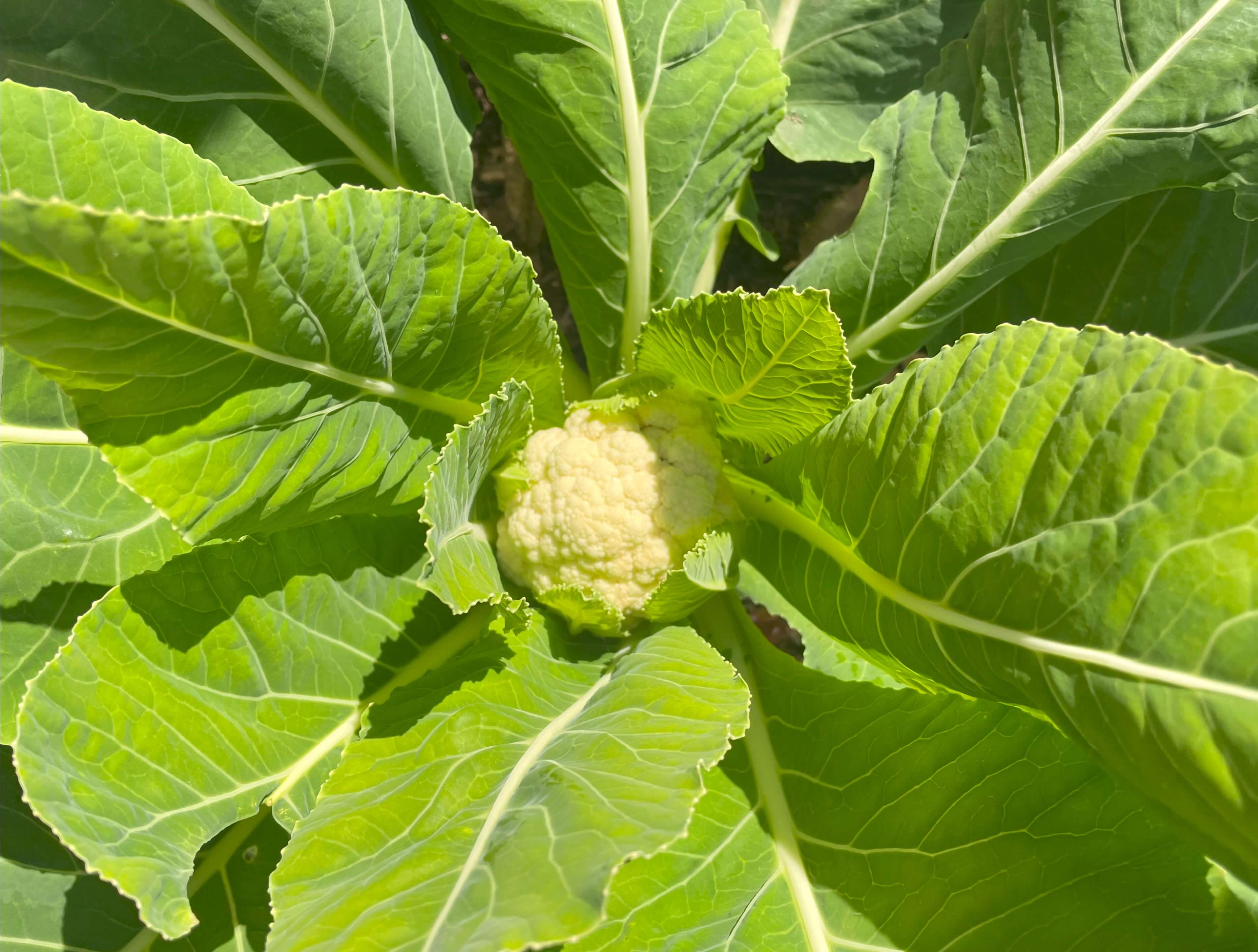 small white cauliflower head forming on the plant