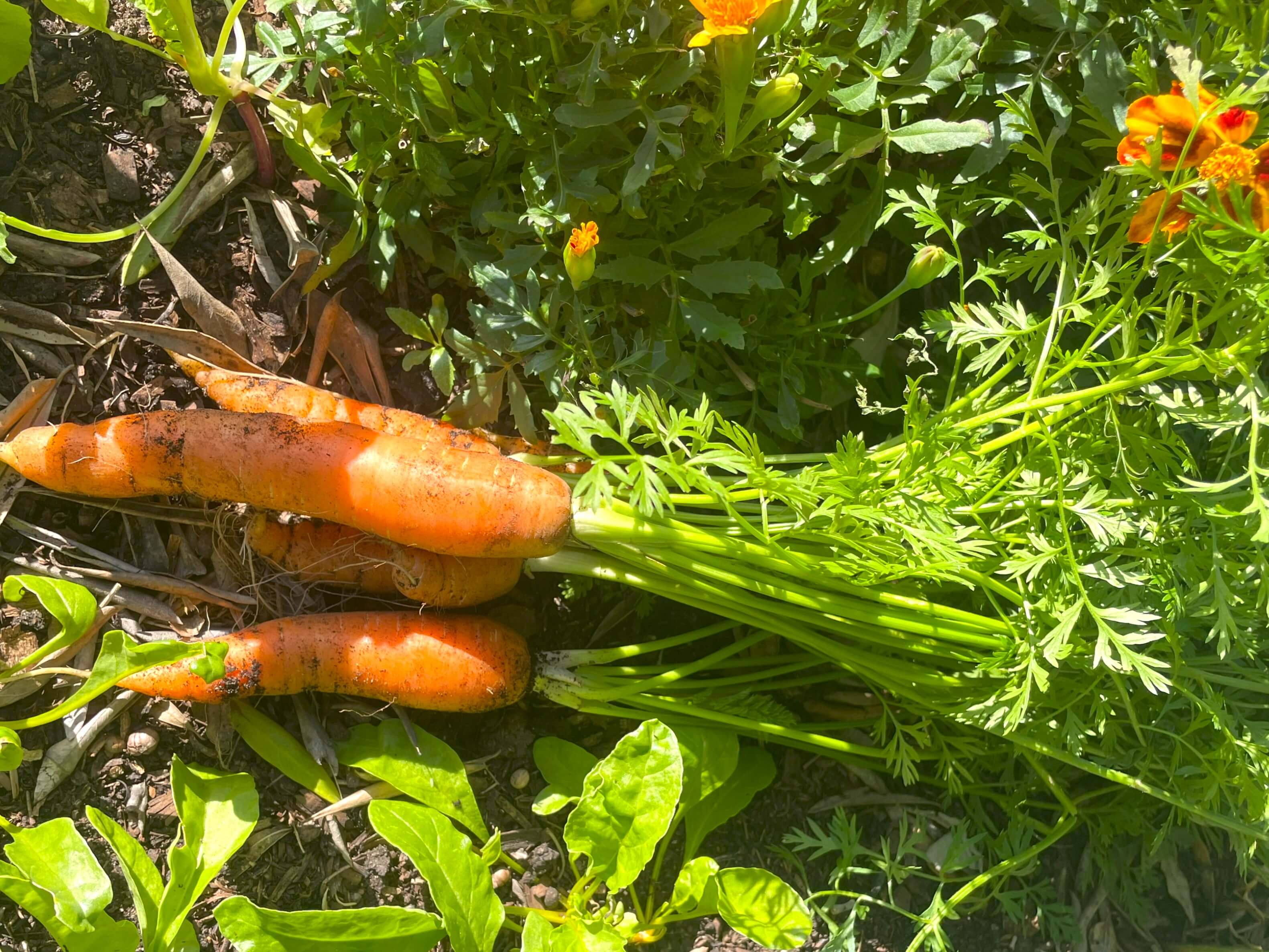 harvesting 3 carrots grown in the garden from seed