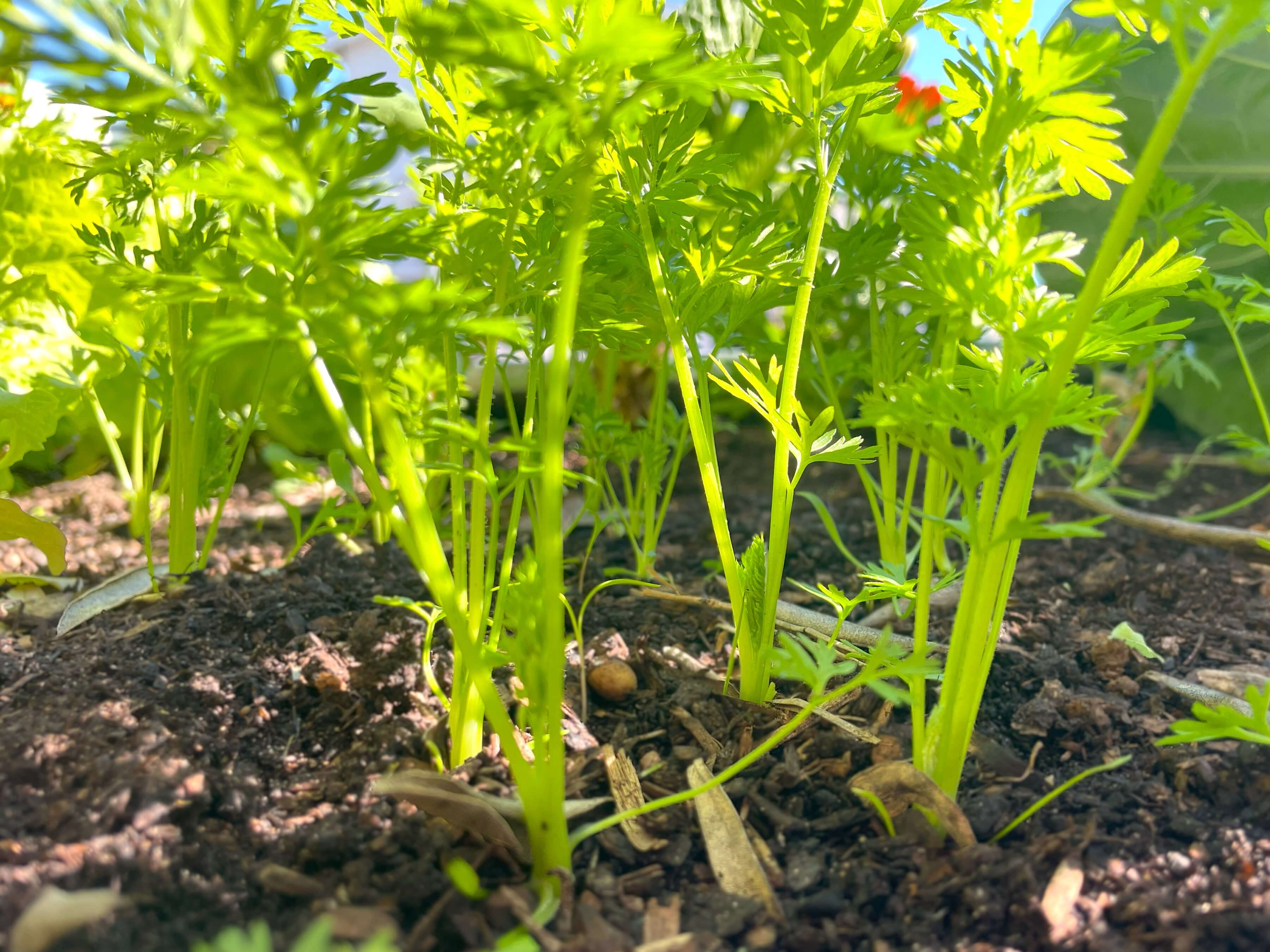 Carrot seedlings a few weeks after germination direct sown