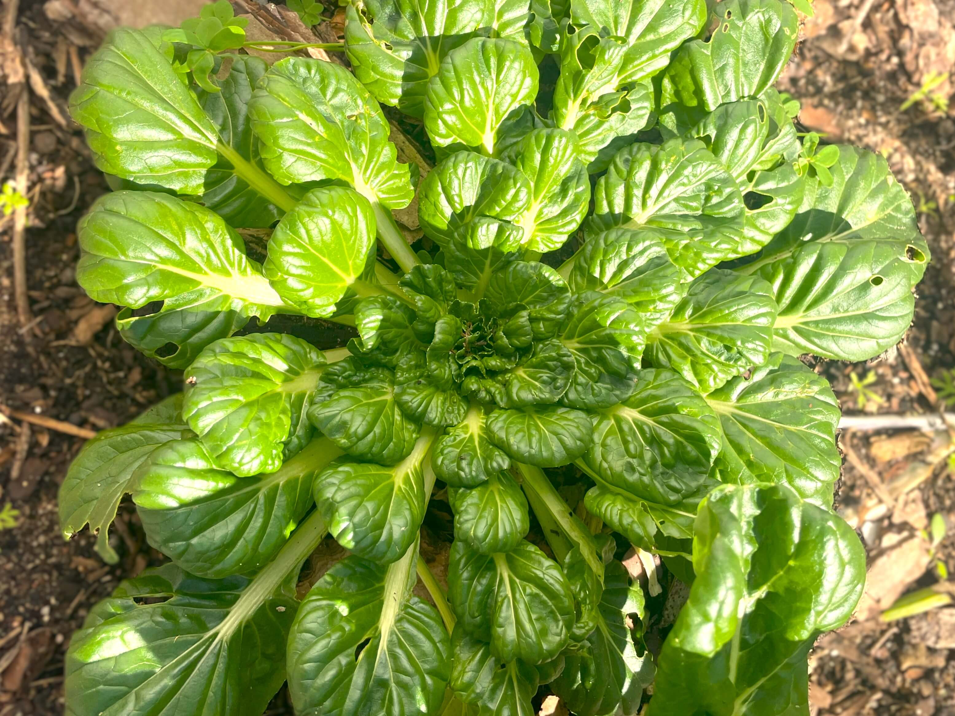 Close up of Tatsoi plant growing in garden. grows easily but rarely harvested