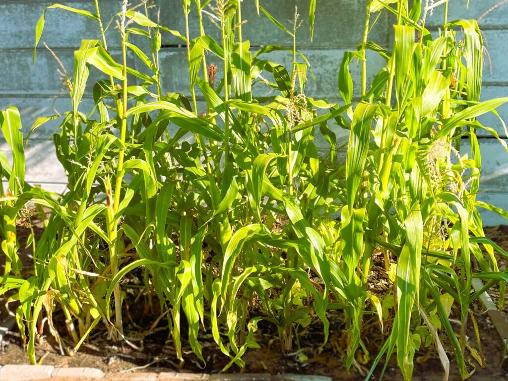 Square of corn planted in backyard. I wouldn't grow again.