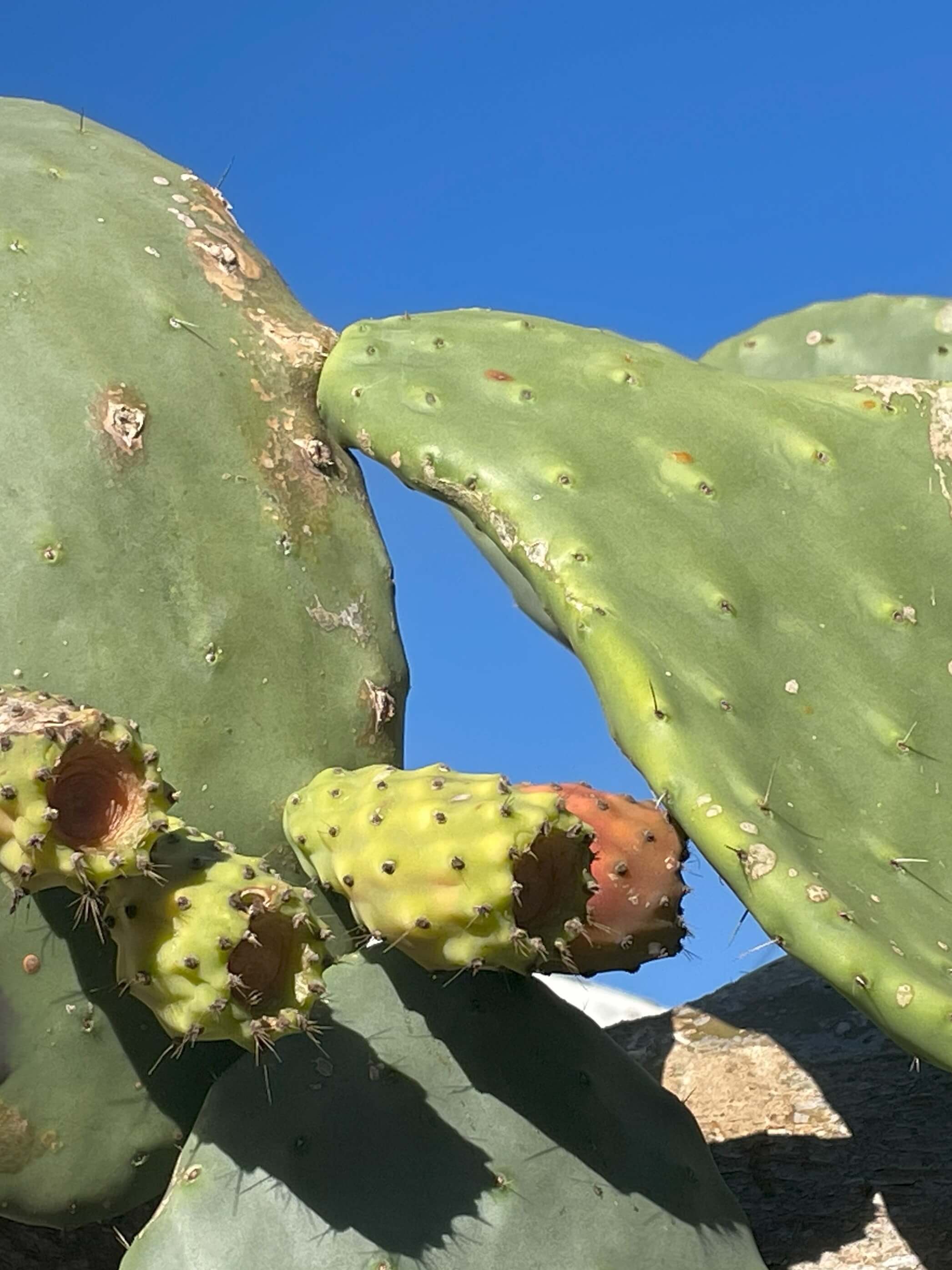Prickly Pear bearing fruit but not harvested