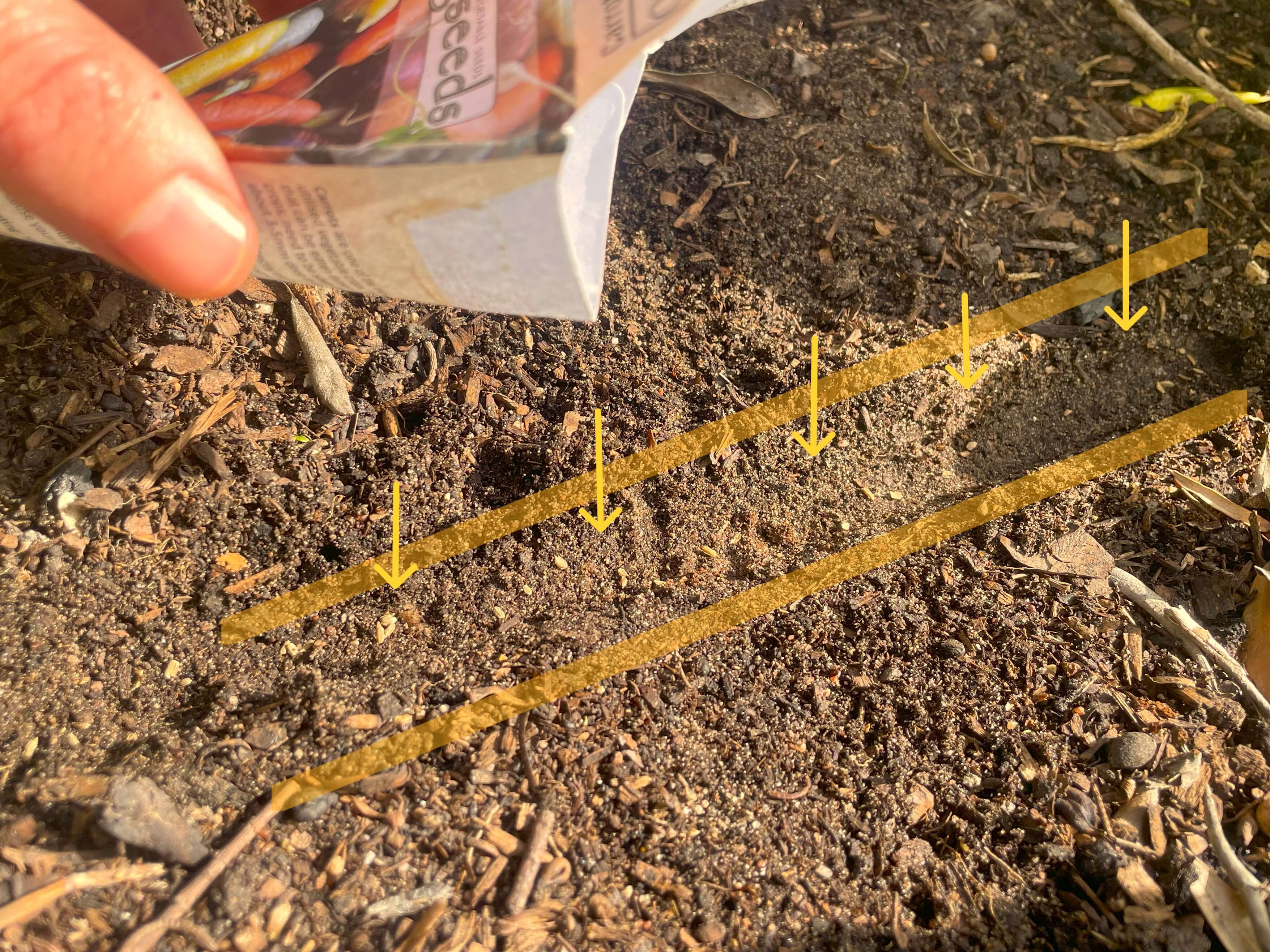 Sowing carrot seeds in shallow trench direct in the garden