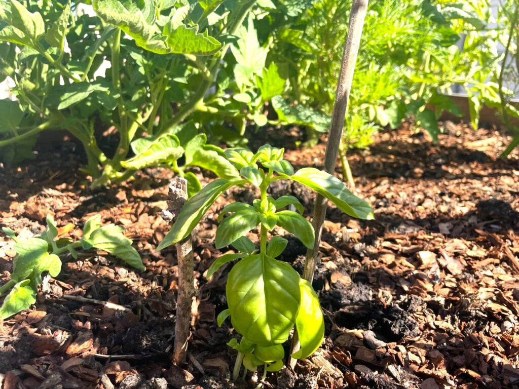 Basil seedling planted out in raised bed in front of tomato plants grown from seed