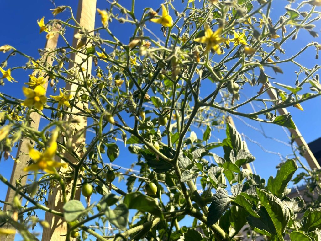 Cherry tomatoes variety blondkopfchen blooming and producing fruit grown from seed