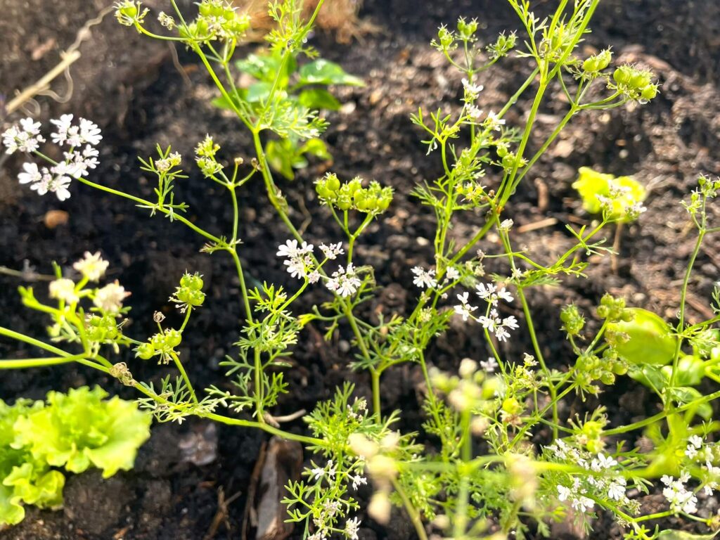 Coriandre plant flowering small white flower and producing seeds