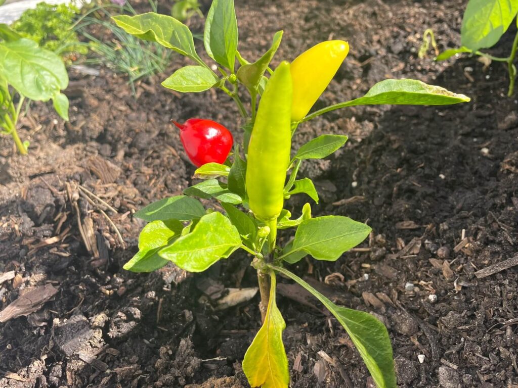 Overwintered small sweet pepper plant producing green and red fruit early in the season grown from seed