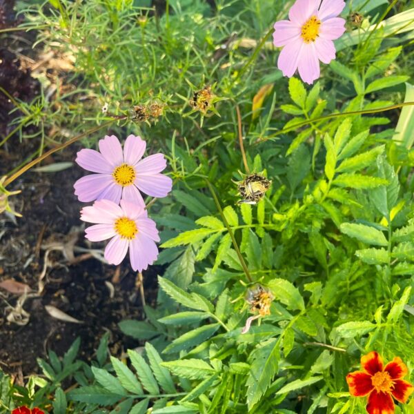 light pink Cosmos blooming next to self-seeded french Marigold in raised bed grown from seed