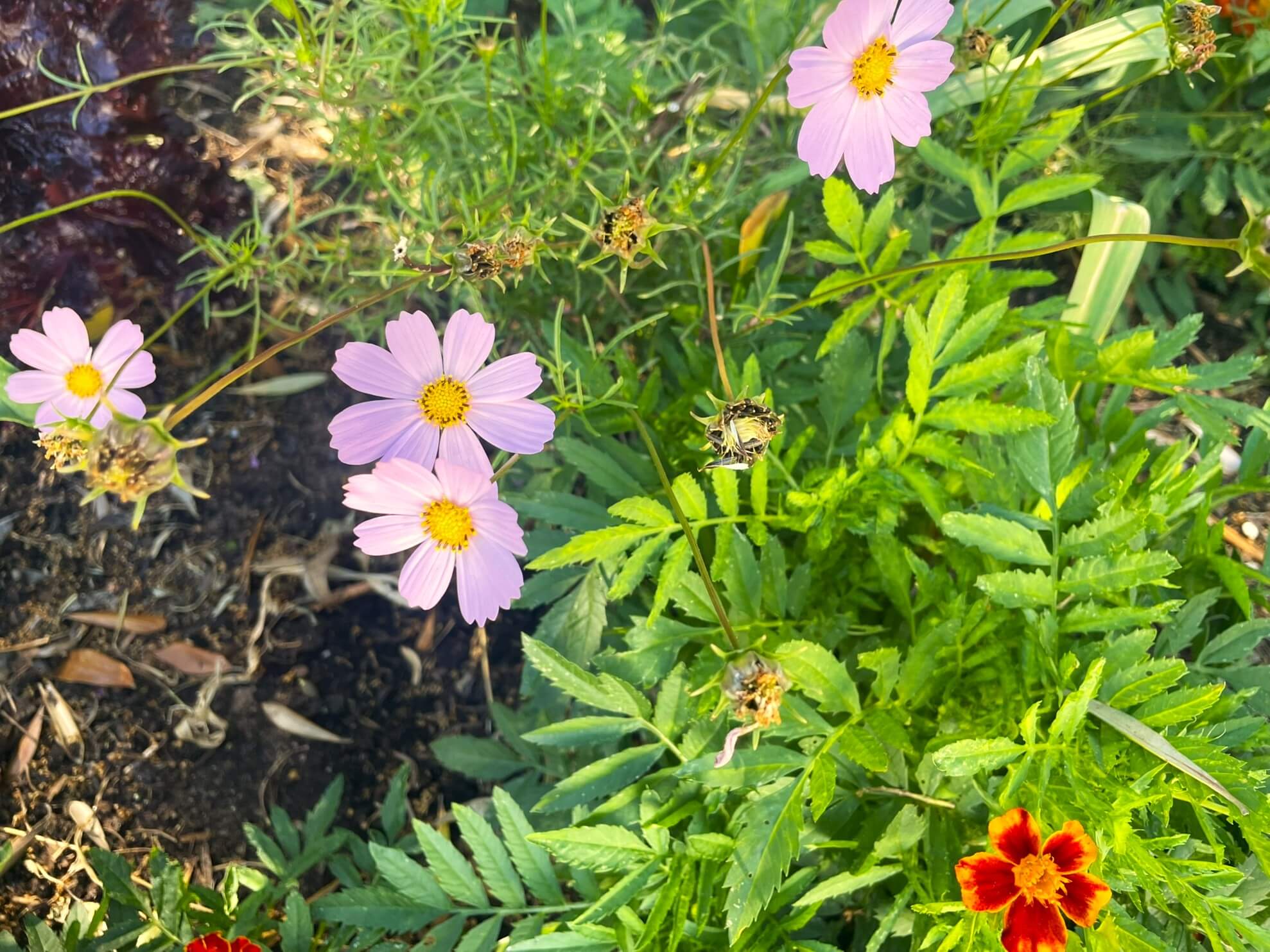 light pink Cosmos blooming next to self-seeded french Marigold in raised bed grown from seed