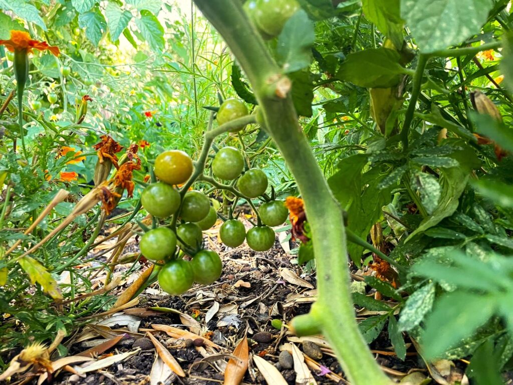 Chiapas Cherry Tomatoes starting to blush on the vine in a very light orange. surrounded by other plants including blooming marigold