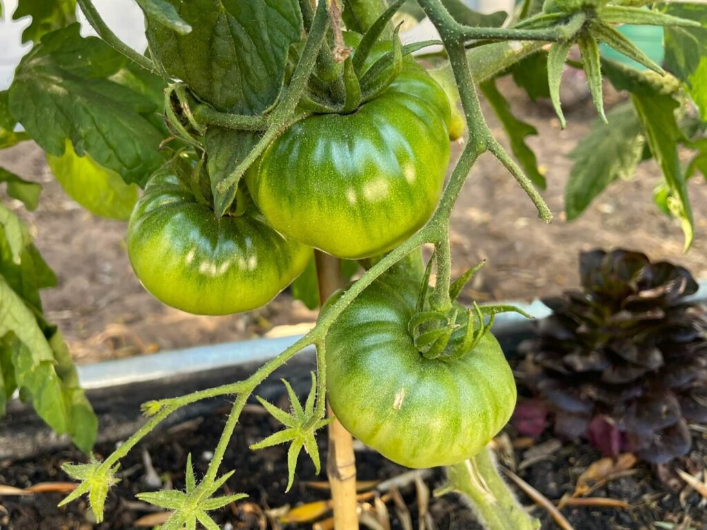 Amana Orange heirloom beefsteak tomato still glossy green on the vine will turn orange when mature