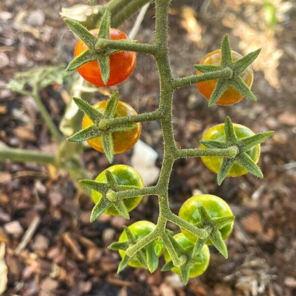 Chiapas cherry tomatoes in a cluster of eight on a vine. from green to orange to red