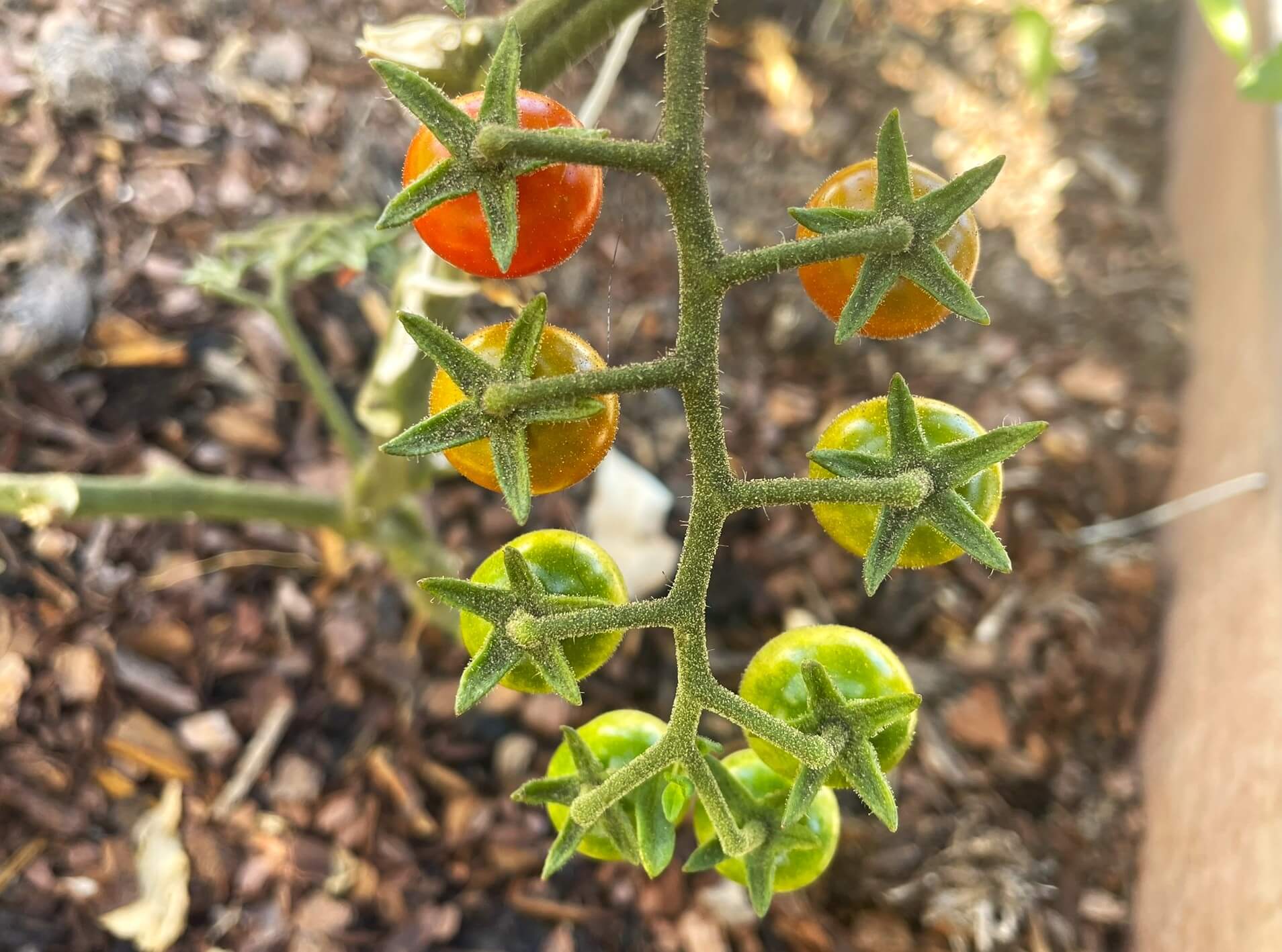 Chiapas cherry tomatoes in a cluster of eight on a vine. from green to orange to red